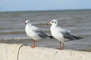 37925624 - seagulls